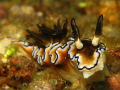   Posing nudibranch ..  